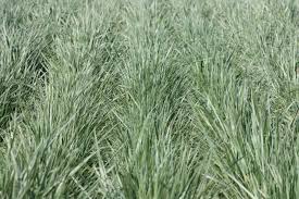 Imagen de Agropiro Alargado ident x 20 kg